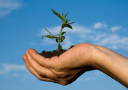 small-tree-in-hand.jpg