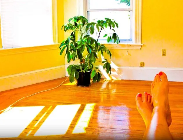 Best Indoor Plants