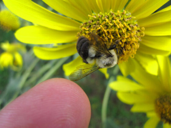 Attracting Bees To Your Garden: 10 Helpful Tips + A List Of Plants That
