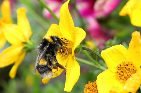attracting-bees-in-the-garden