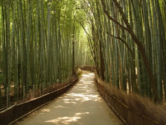 bamboo-forest