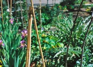 bamboo-trellis