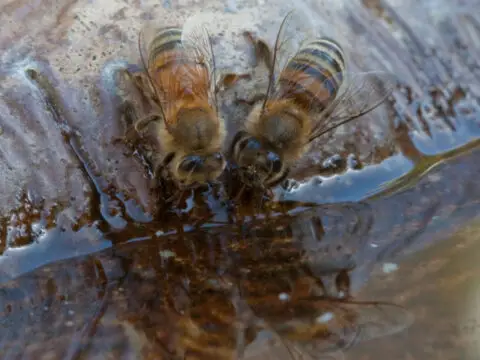 bees-drinking-water