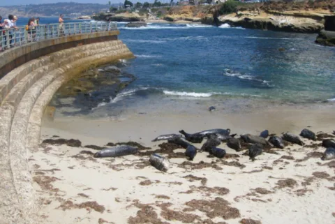 california-harbor-seal-viewing
