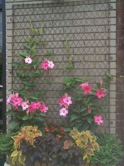 chain-link-fence-trellis.jpg