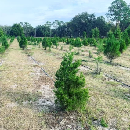 My wife and I have visited this Christmas tree farm in Florida almost every year. 