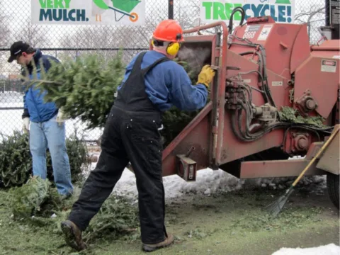 Christmas Tree Mulch