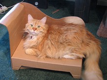 diy-cardboard-cat-chaise.jpg