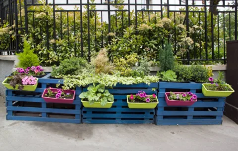 DIY container garden using old shipping pallets.