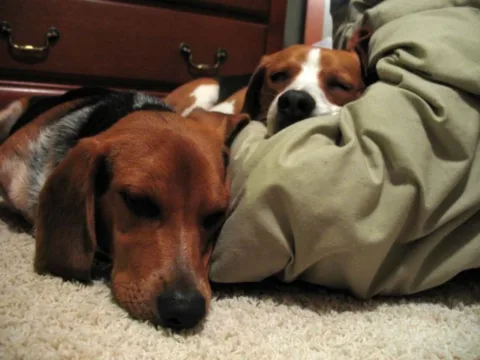 dogs-sleeping-on-sheets