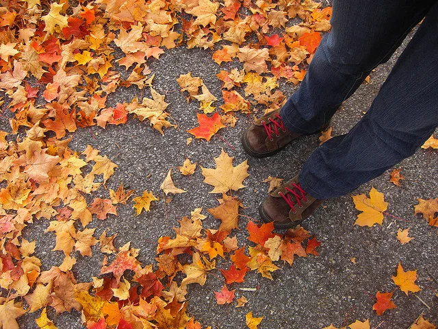 fall foliage
