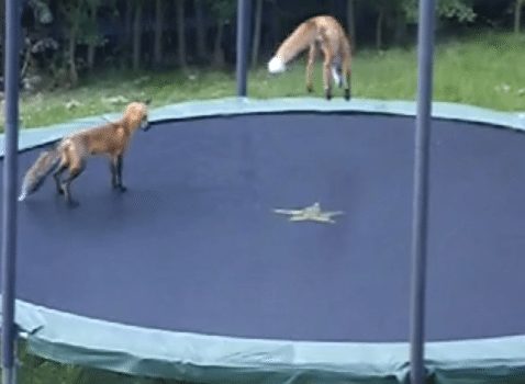 fox-trampoline-jumping.png