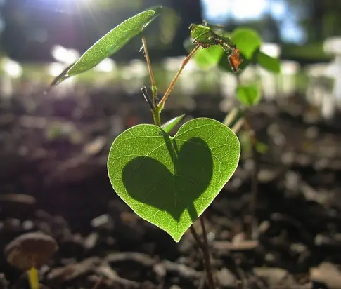 green-leaf-heart.jpg