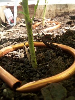 natural-slug-control-copper-tubing.jpg