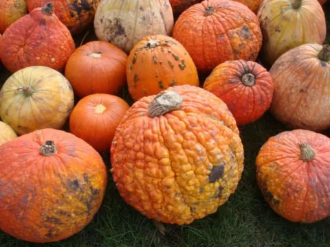 Pumpkins are sometimes given away for free late in the fall when they're no longer in high demand. 