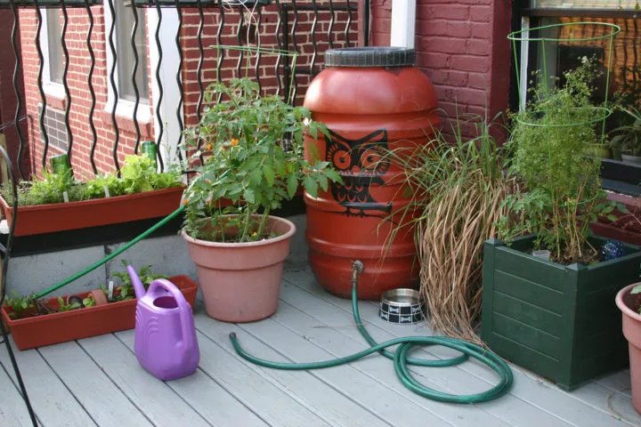 Using a natural painted rain barrel and some potted plants is one way to make your own pretty rain barrels.