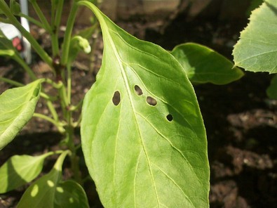 slugs-eating-peppers.jpg