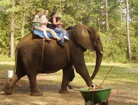 wildlife-tourism-elephant-ride