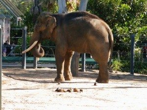 zoo-elephant-dung